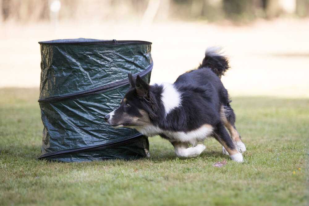Dog's best friend